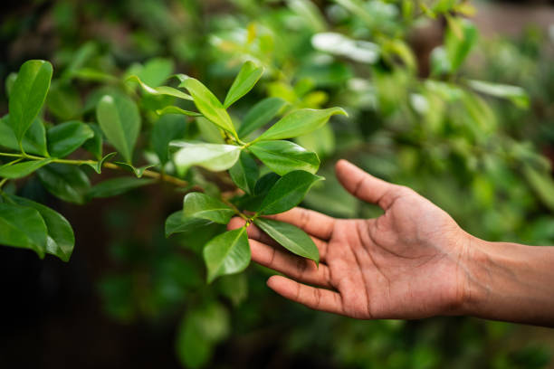 Best Leaf Removal  in Zephyrhills North, FL