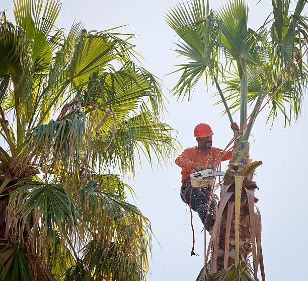 Best Tree Health Inspection  in Zephyrhills North, FL